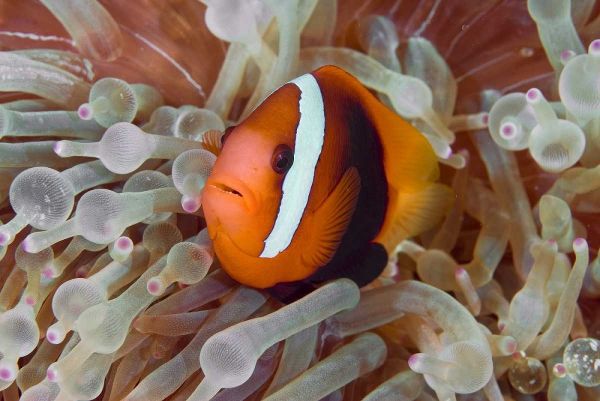 Anemonefish among poisonous tentacles, Indonesia